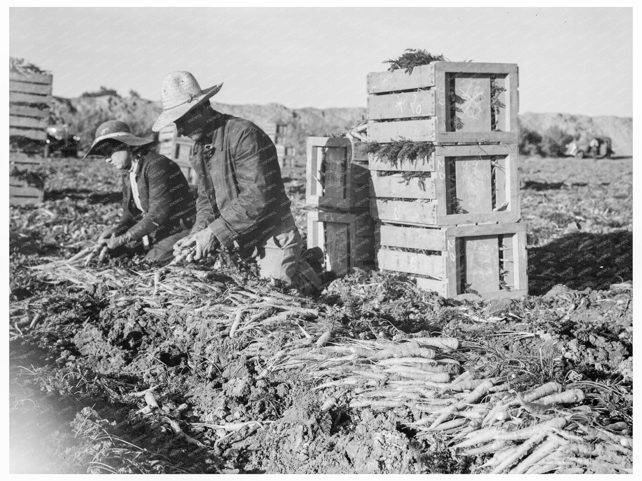 Agricultural Laborers in Imperial Valley February 1939 - Available at KNOWOL