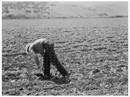 Agricultural Laborers Thinning Sugar Beets 1939 - Available at KNOWOL