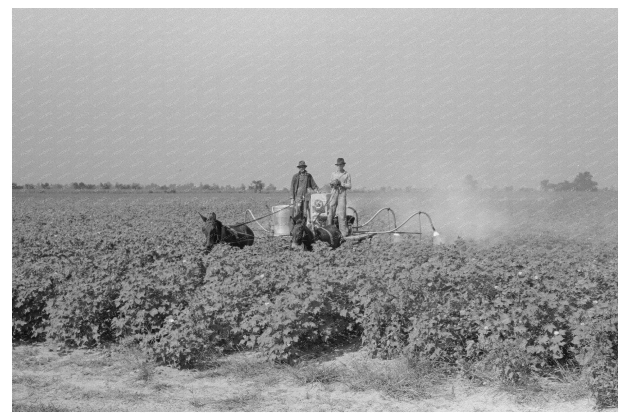 Agricultural Practices in La Forge Missouri 1938 - Available at KNOWOL