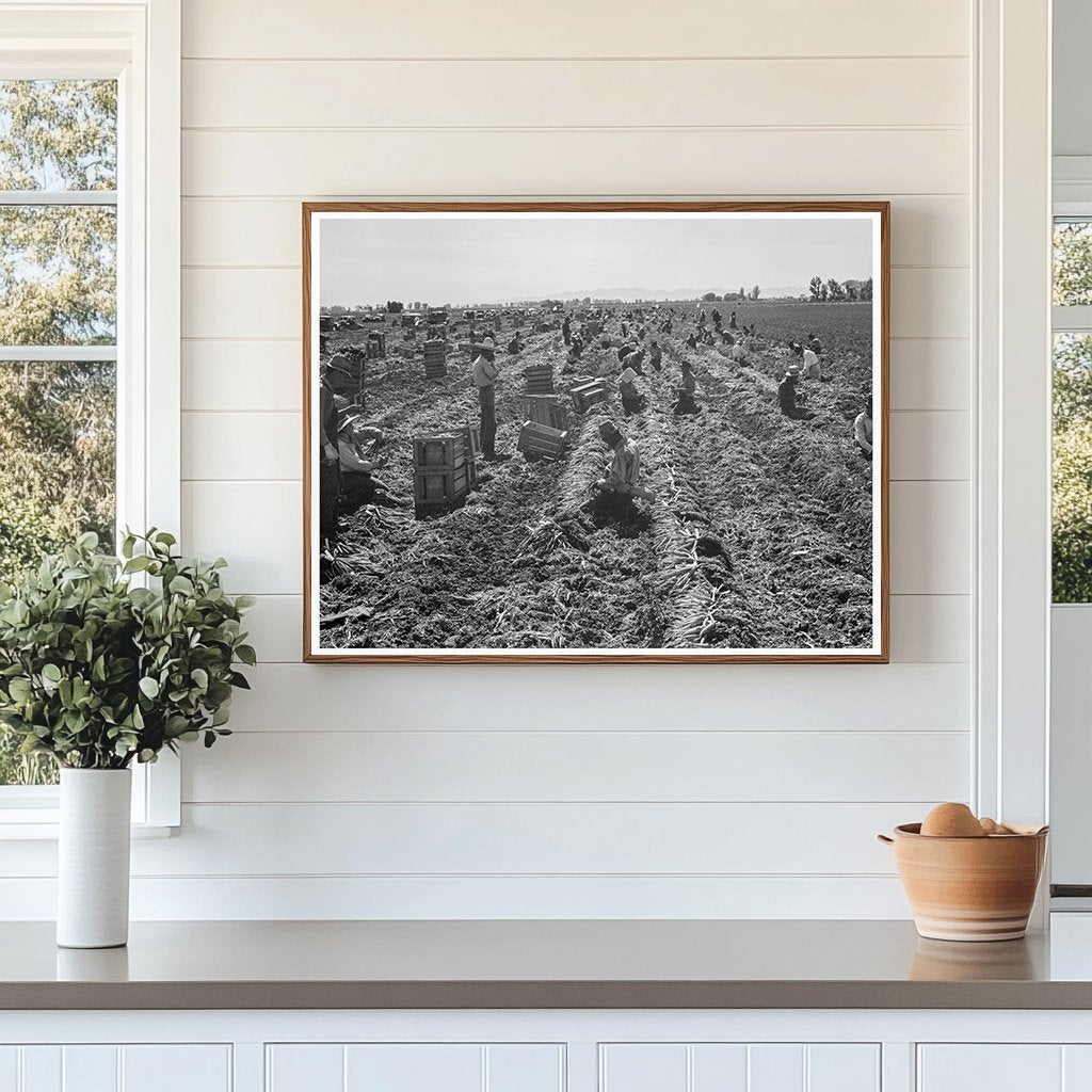 Agricultural Scene in Meloland California 1939 - Available at KNOWOL