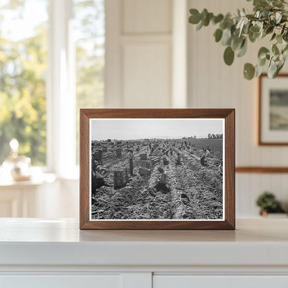 Agricultural Scene in Meloland California 1939 - Available at KNOWOL