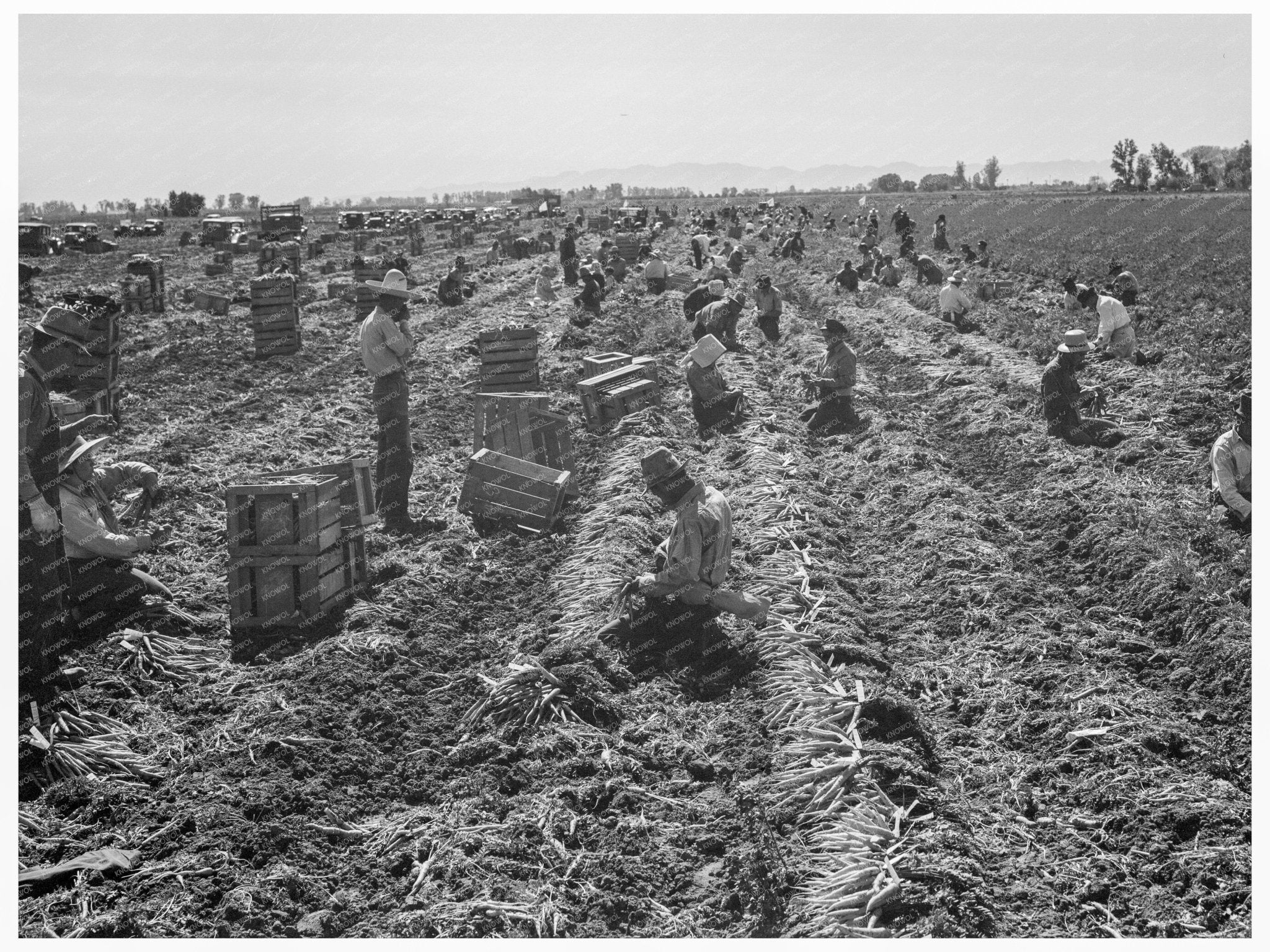 Agricultural Scene in Meloland California 1939 - Available at KNOWOL