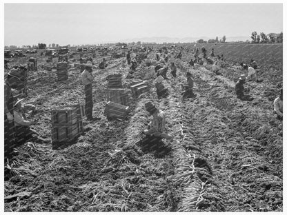 Agricultural Scene in Meloland California 1939 - Available at KNOWOL