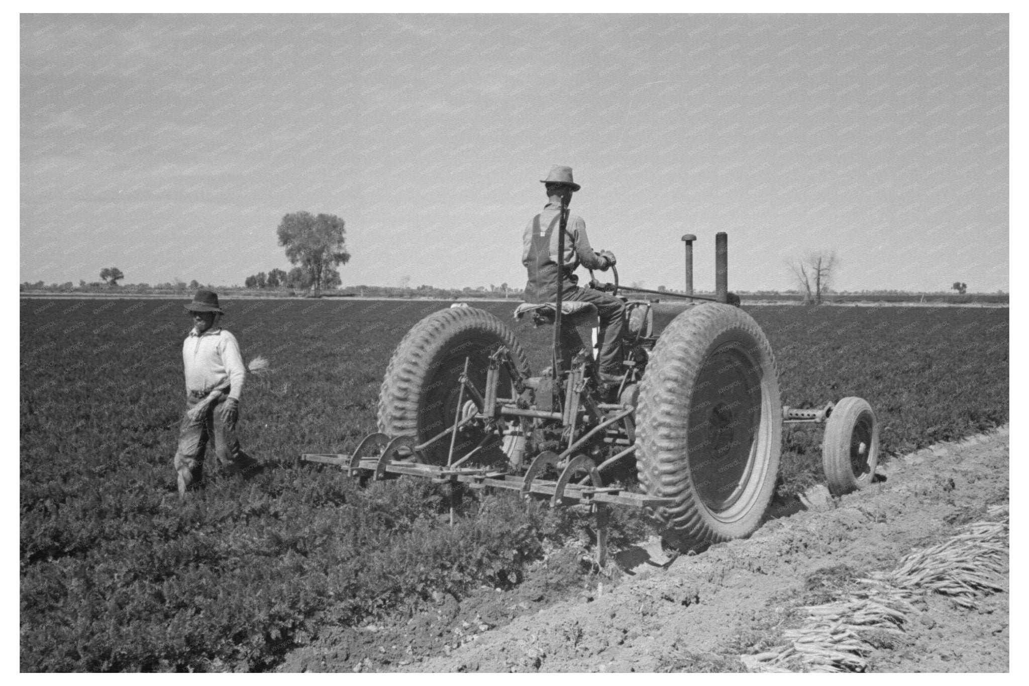 Agricultural Workers Digging Carrots Yuma County 1942 - Available at KNOWOL