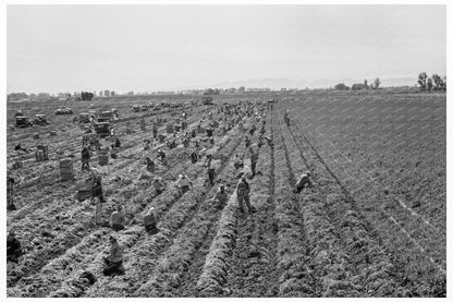 Agricultural Workers in Imperial Valley February 1939 - Available at KNOWOL