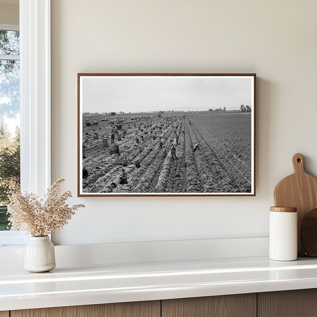 Agricultural Workers in Imperial Valley February 1939 - Available at KNOWOL