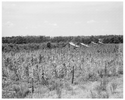 Aldridge Plantation Life Southern US 1937 Image - Available at KNOWOL