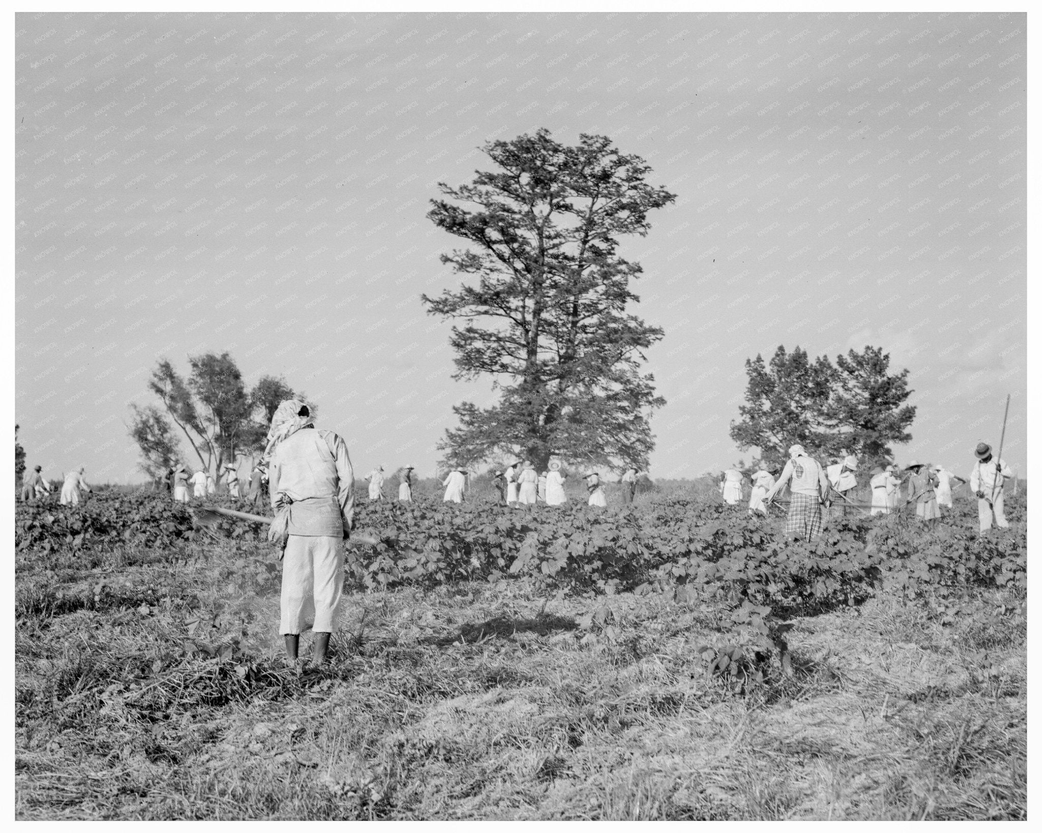 Aldridge Plantation Workers Mississippi June 1937 - Available at KNOWOL