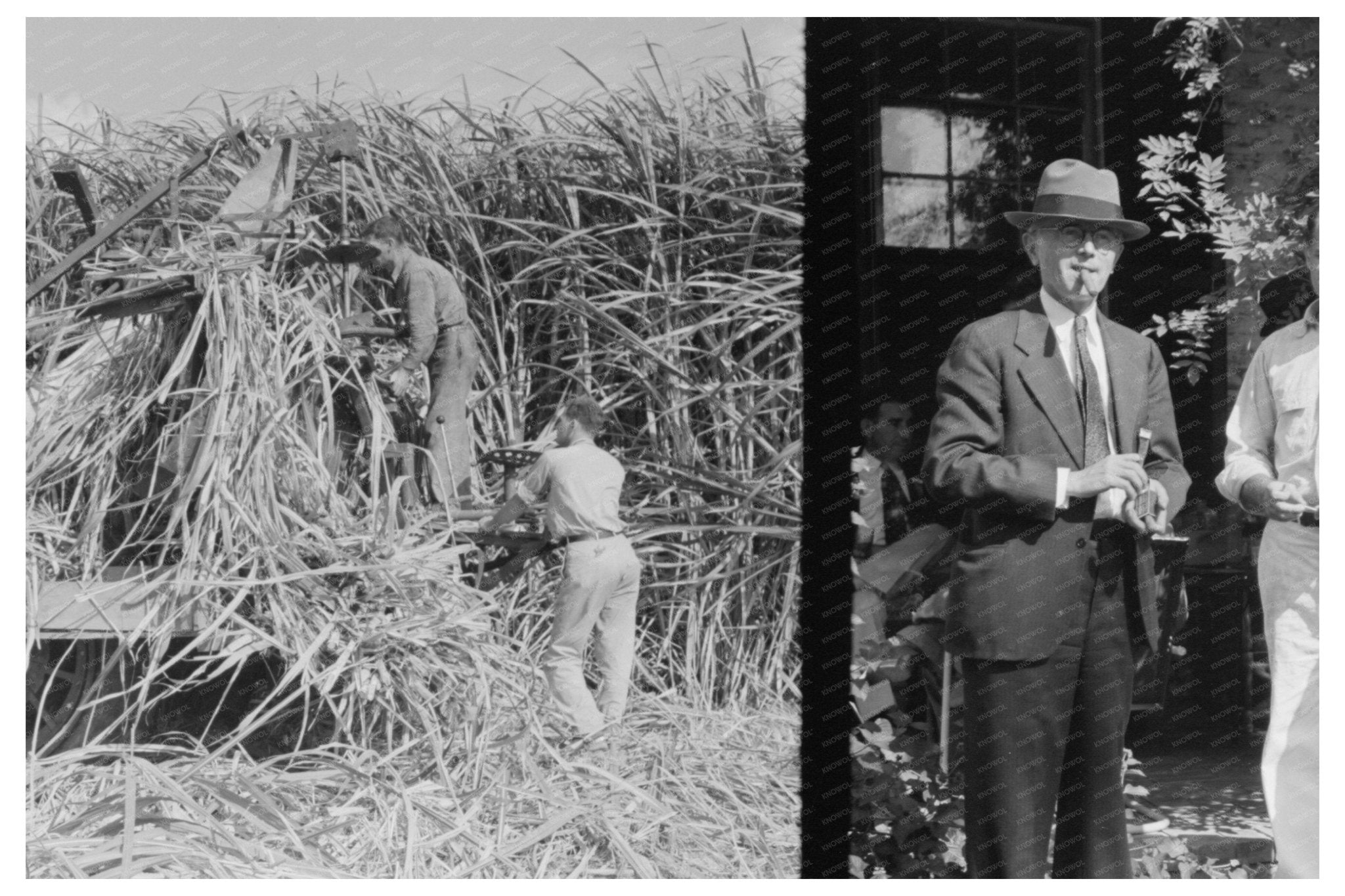 Allen Ramsey Wurtele with Sugarcane Experts Mix Louisiana 1938 - Available at KNOWOL