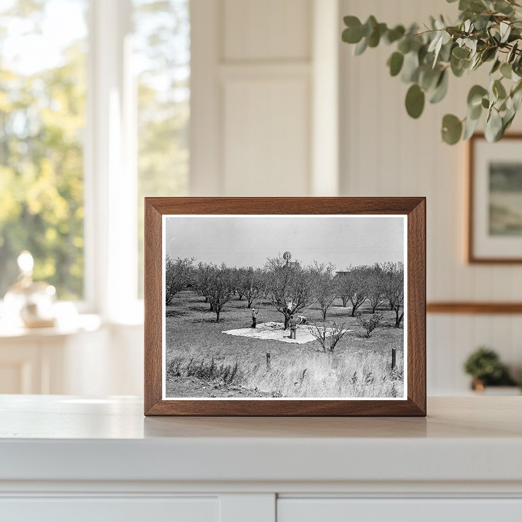 Almond Harvesting in Contra Costa County California 1939 - Available at KNOWOL