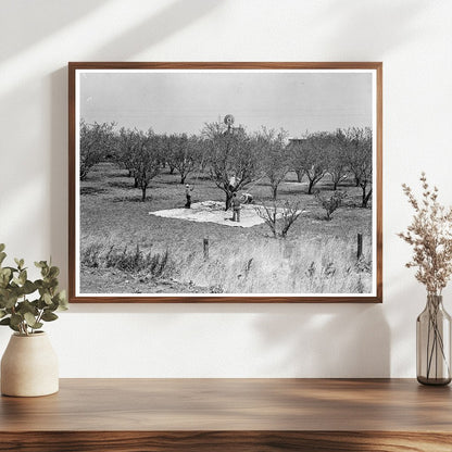 Almond Harvesting in Contra Costa County California 1939 - Available at KNOWOL