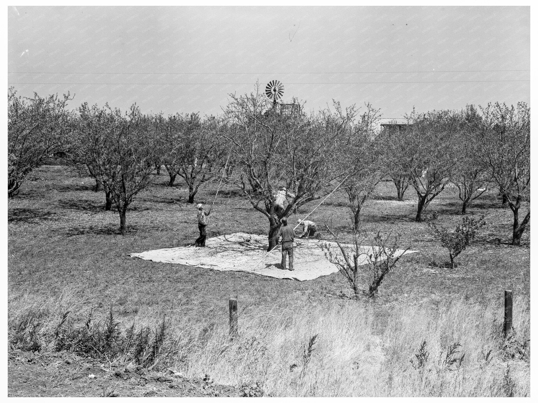 Almond Harvesting in Contra Costa County California 1939 - Available at KNOWOL