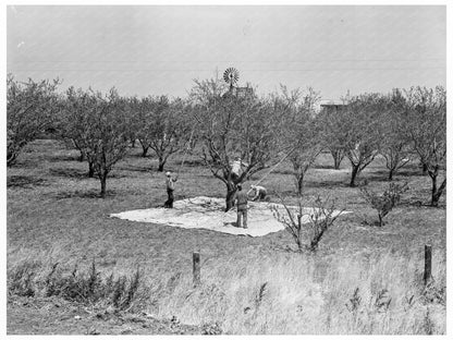 Almond Harvesting in Contra Costa County California 1939 - Available at KNOWOL