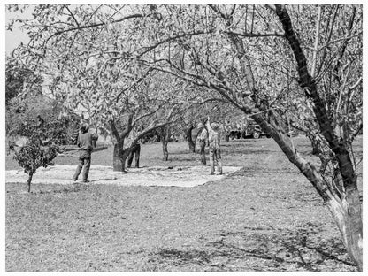 Almond Harvesting Laborers in Contra Costa County 1939 - Available at KNOWOL