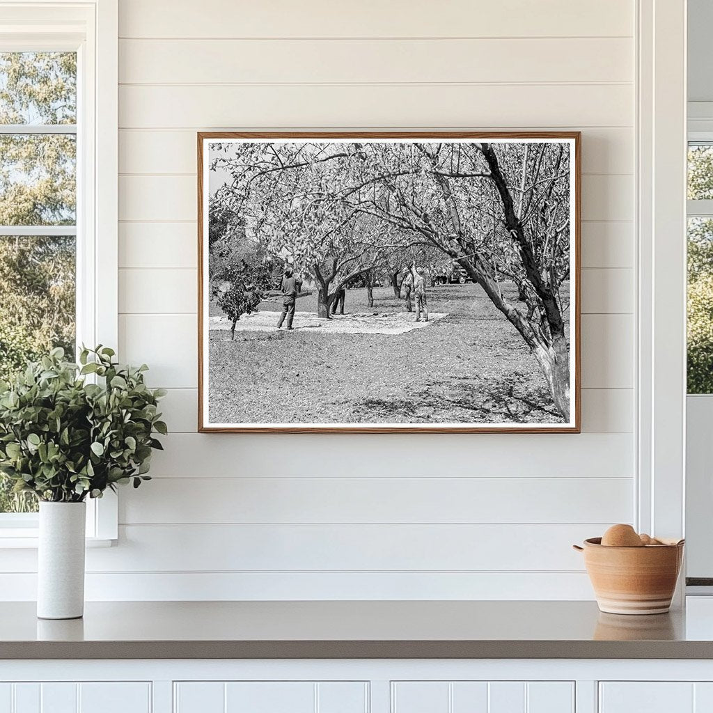 Almond Harvesting Laborers in Contra Costa County 1939 - Available at KNOWOL