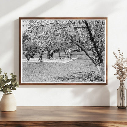 Almond Harvesting Laborers in Contra Costa County 1939 - Available at KNOWOL