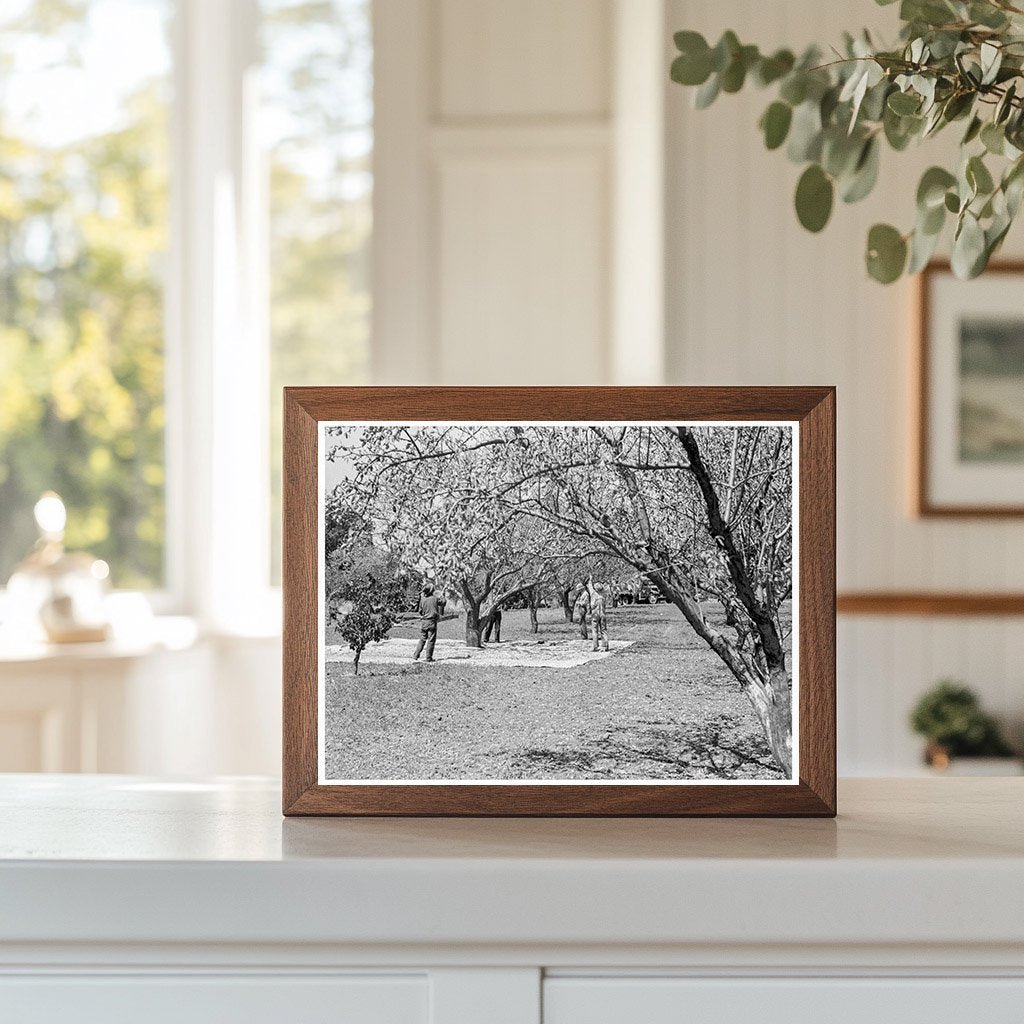 Almond Harvesting Laborers in Contra Costa County 1939 - Available at KNOWOL