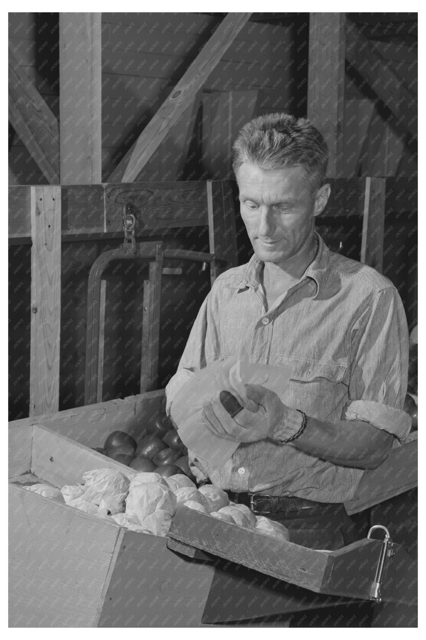 Apple Wrapping Training at Yakima Farm Labor Camp 1941 - Available at KNOWOL