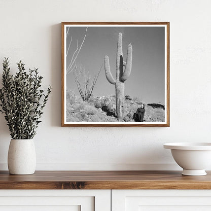 Arizona Desert Landscape with Cacti and Automobile 1940s - Available at KNOWOL