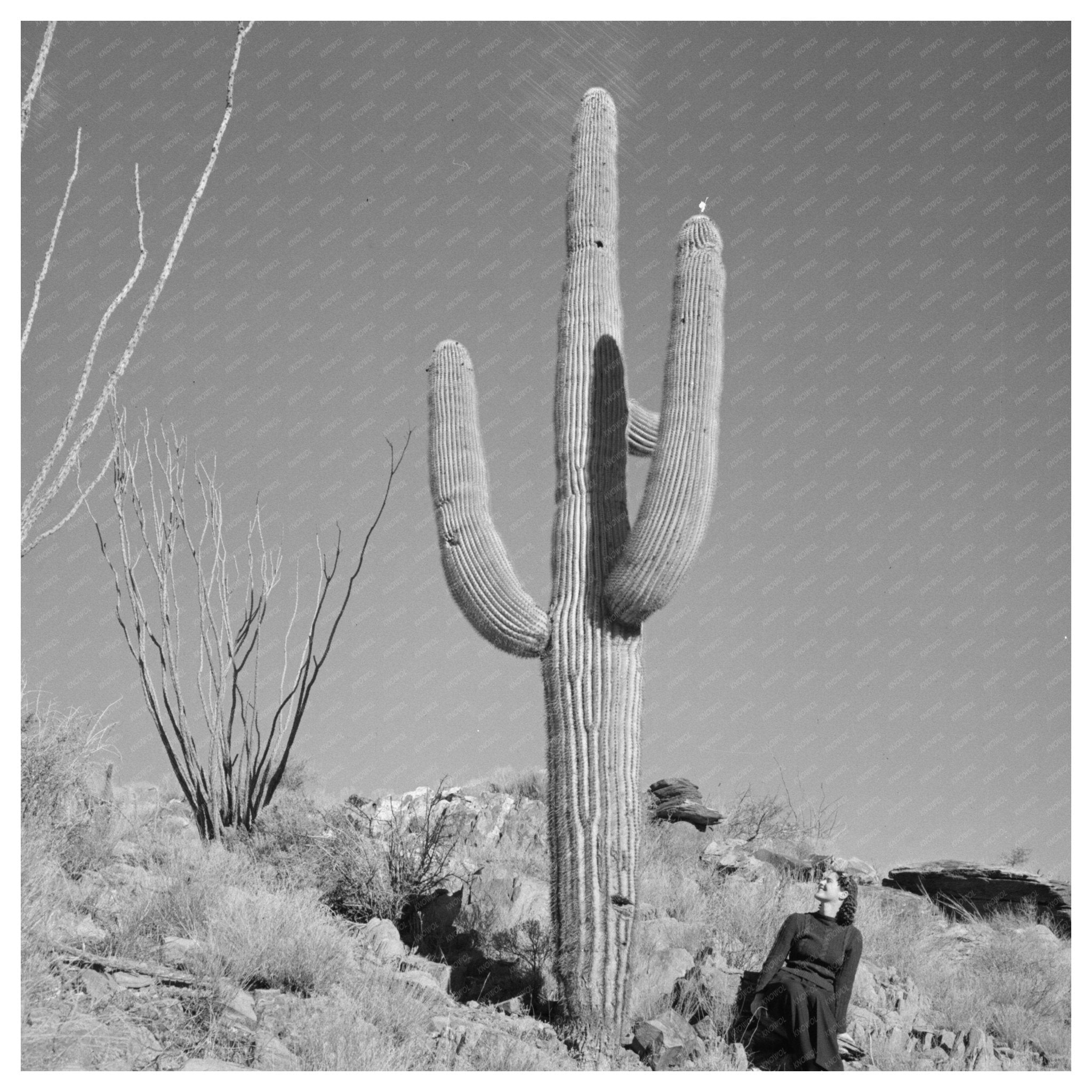 Arizona Desert Landscape with Cacti and Automobile 1940s - Available at KNOWOL