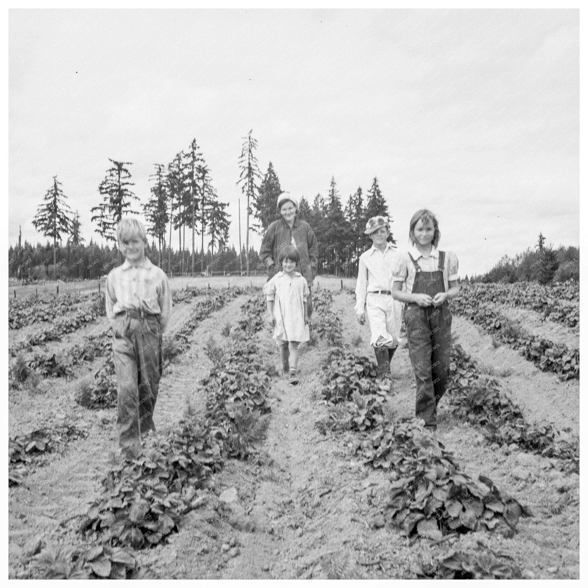 Arnold Family on Fenced Land with Strawberries 1939 - Available at KNOWOL