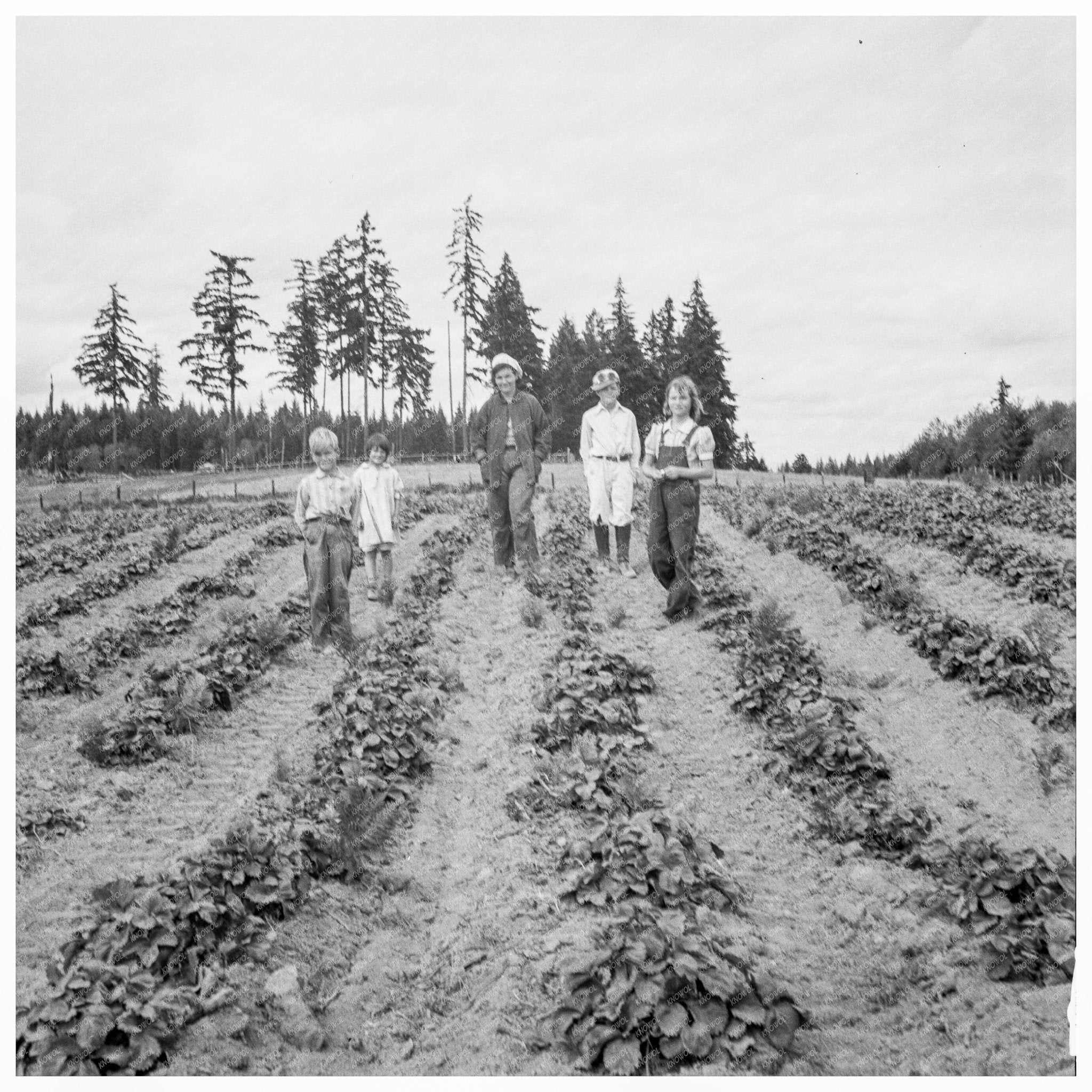 Arnold Family on Strawberry Farm Thurston County 1939 - Available at KNOWOL