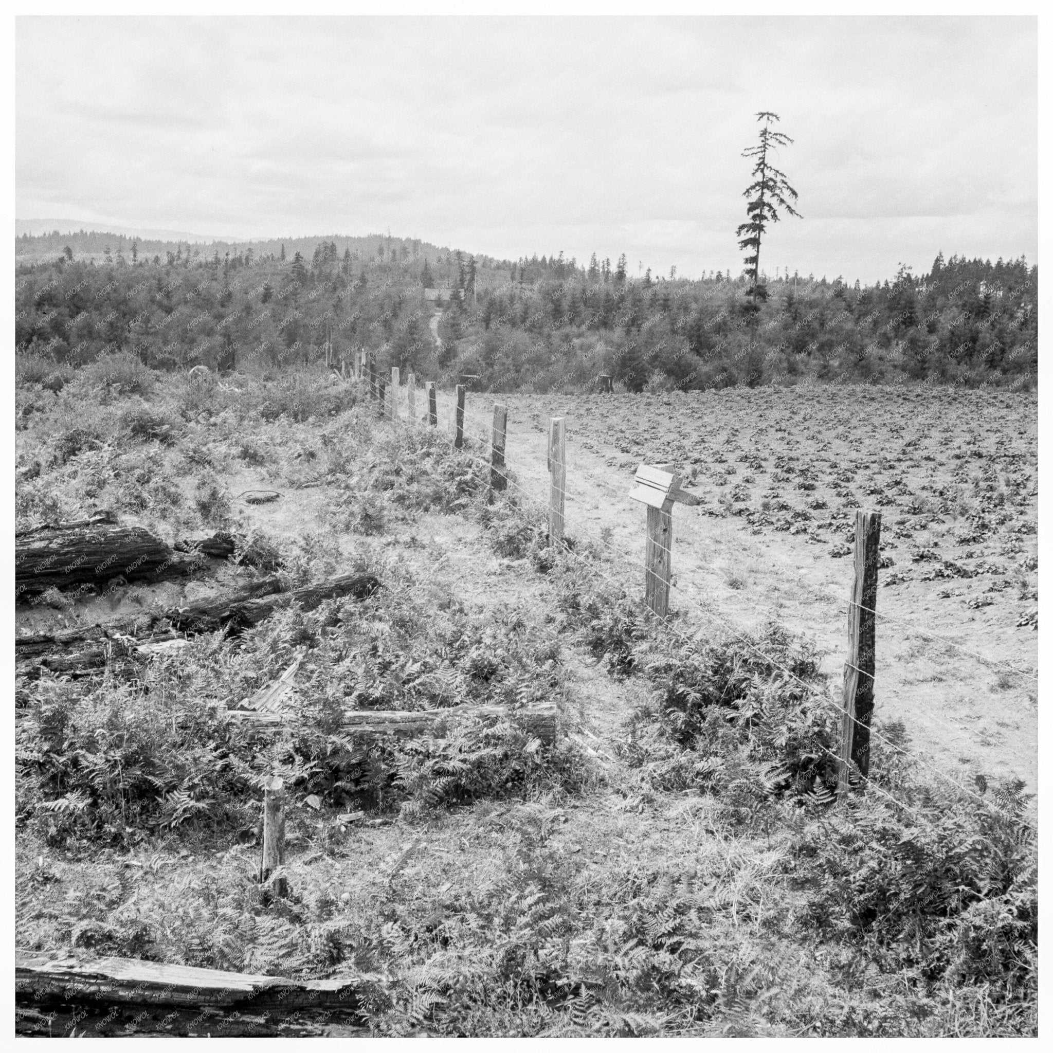 Arnold Family Strawberry Field Thurston County 1939 - Available at KNOWOL