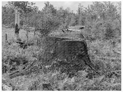 Arnold Farm Roadside Michigan Hill Thurston County 1939 - Available at KNOWOL