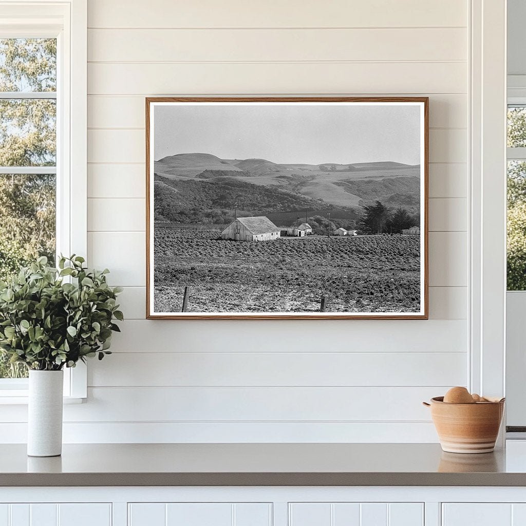 Artichoke Ranch Half Moon Bay California 1938 - Available at KNOWOL