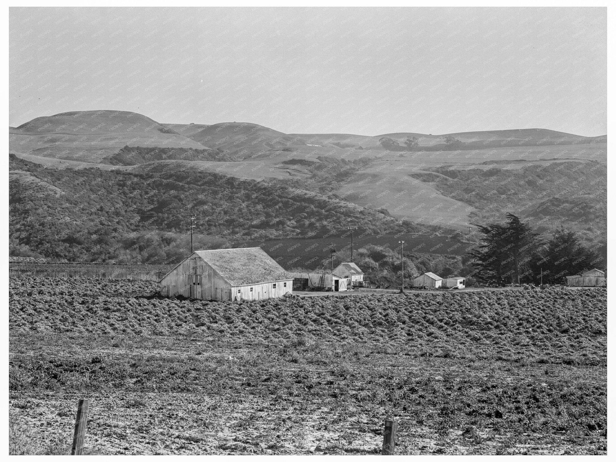 Artichoke Ranch Half Moon Bay California 1938 - Available at KNOWOL