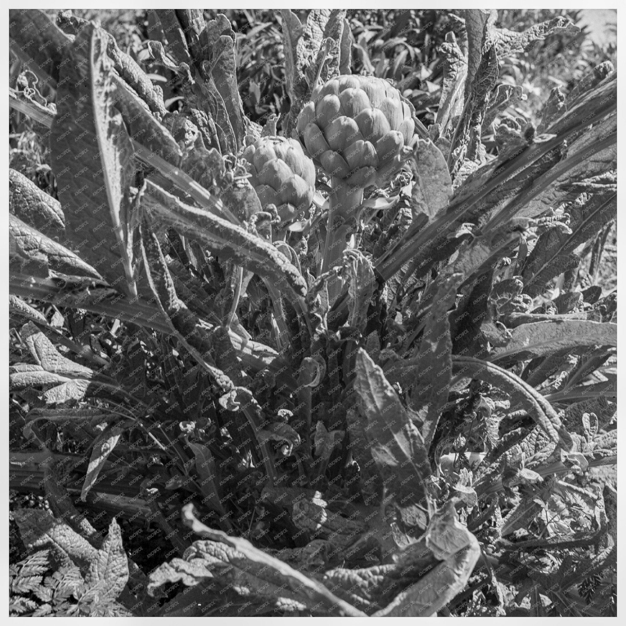 Artichokes in Monterey County California April 1939 - Available at KNOWOL