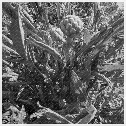 Artichokes in Monterey County California April 1939 - Available at KNOWOL