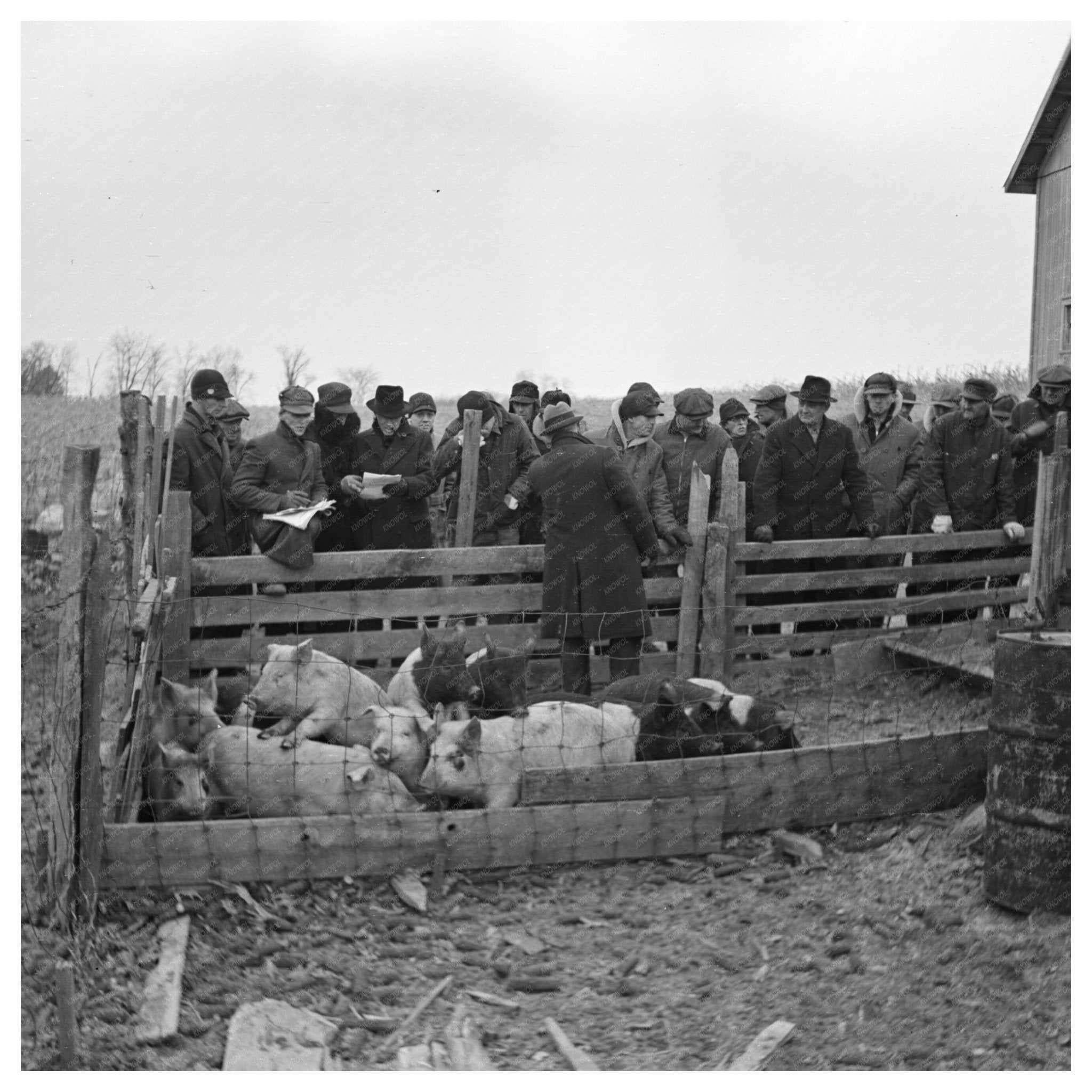 Auctioning Pigs at Frank Sheroan Sale February 1937 - Available at KNOWOL