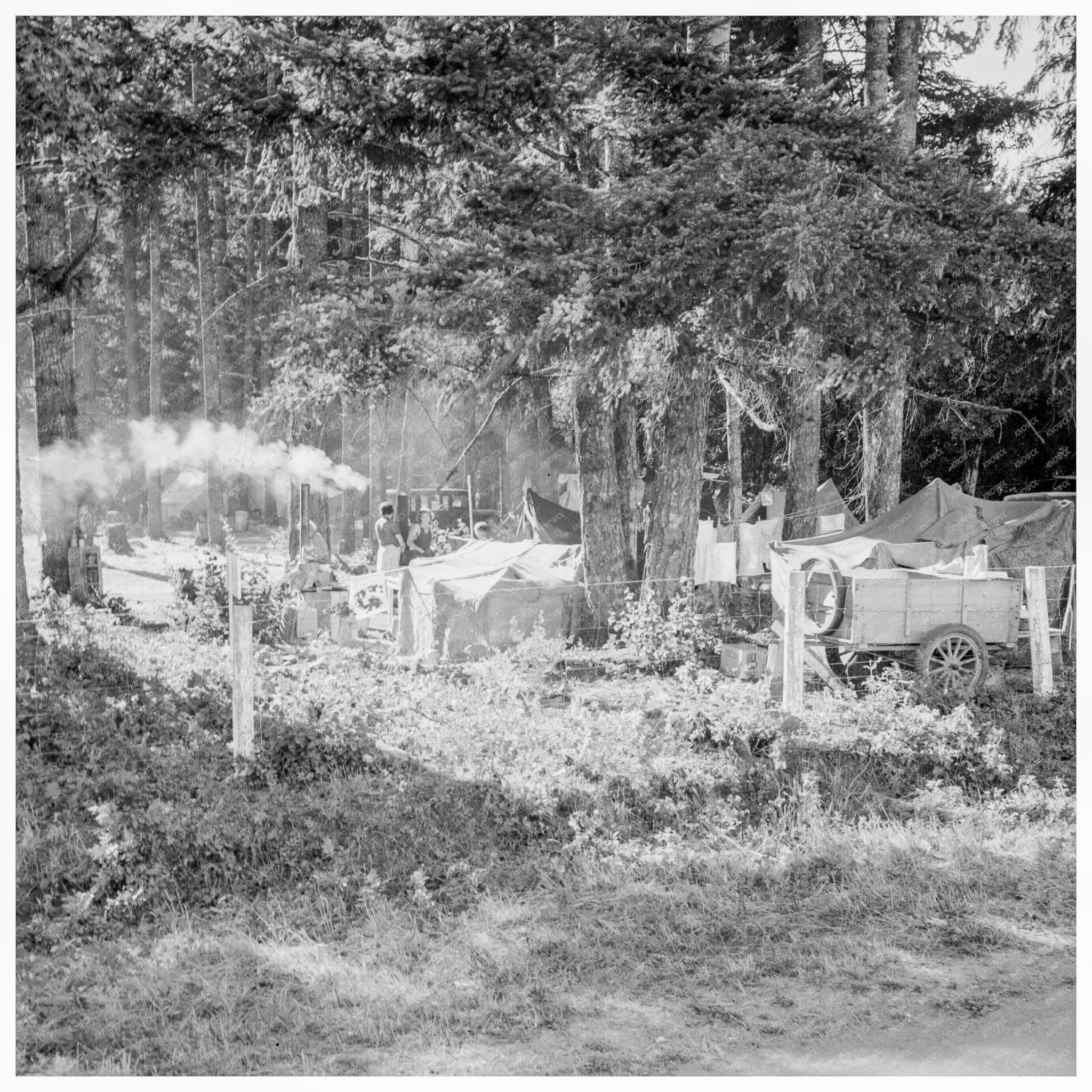 Auto Camp with Bean Pickers in Oregon August 1939 - Available at KNOWOL