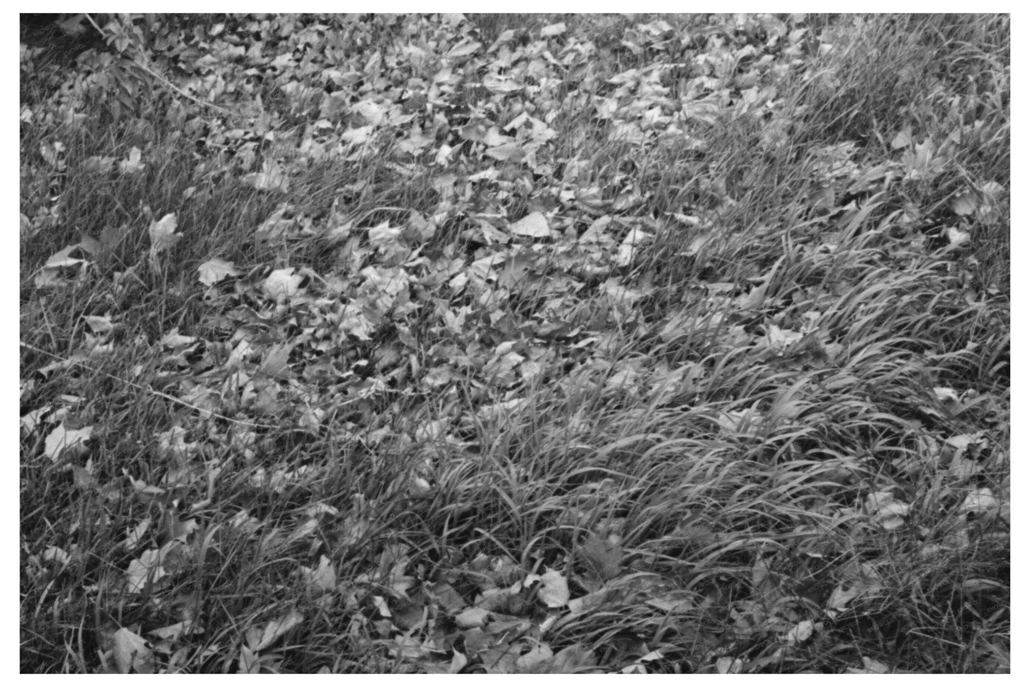 Autumn Scene in Berlin Connecticut October 1939 - Available at KNOWOL