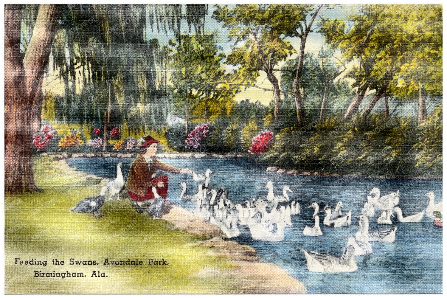 Avondale Park Feeding Swans Vintage Postcard 1930 - 1945 - Available at KNOWOL