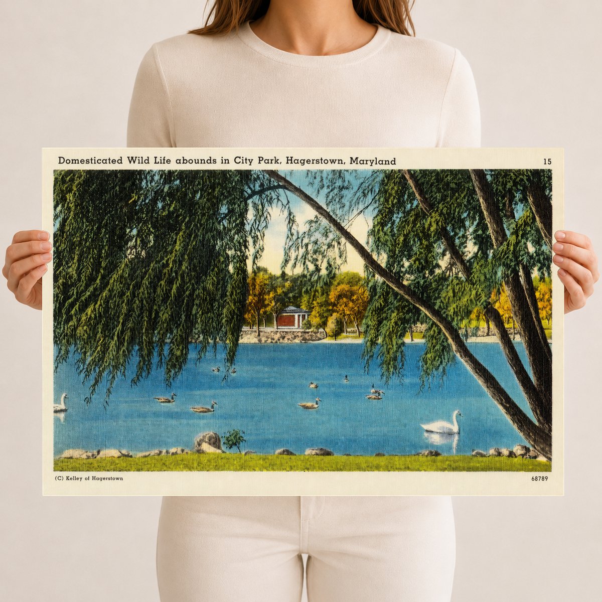 Domesticated wild life abounds in City Park, Hagerstown, Maryland — Vintage Maryland Postcard