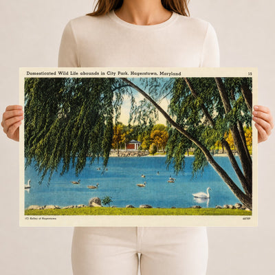 Domesticated wild life abounds in City Park, Hagerstown, Maryland — Vintage Maryland Postcard
