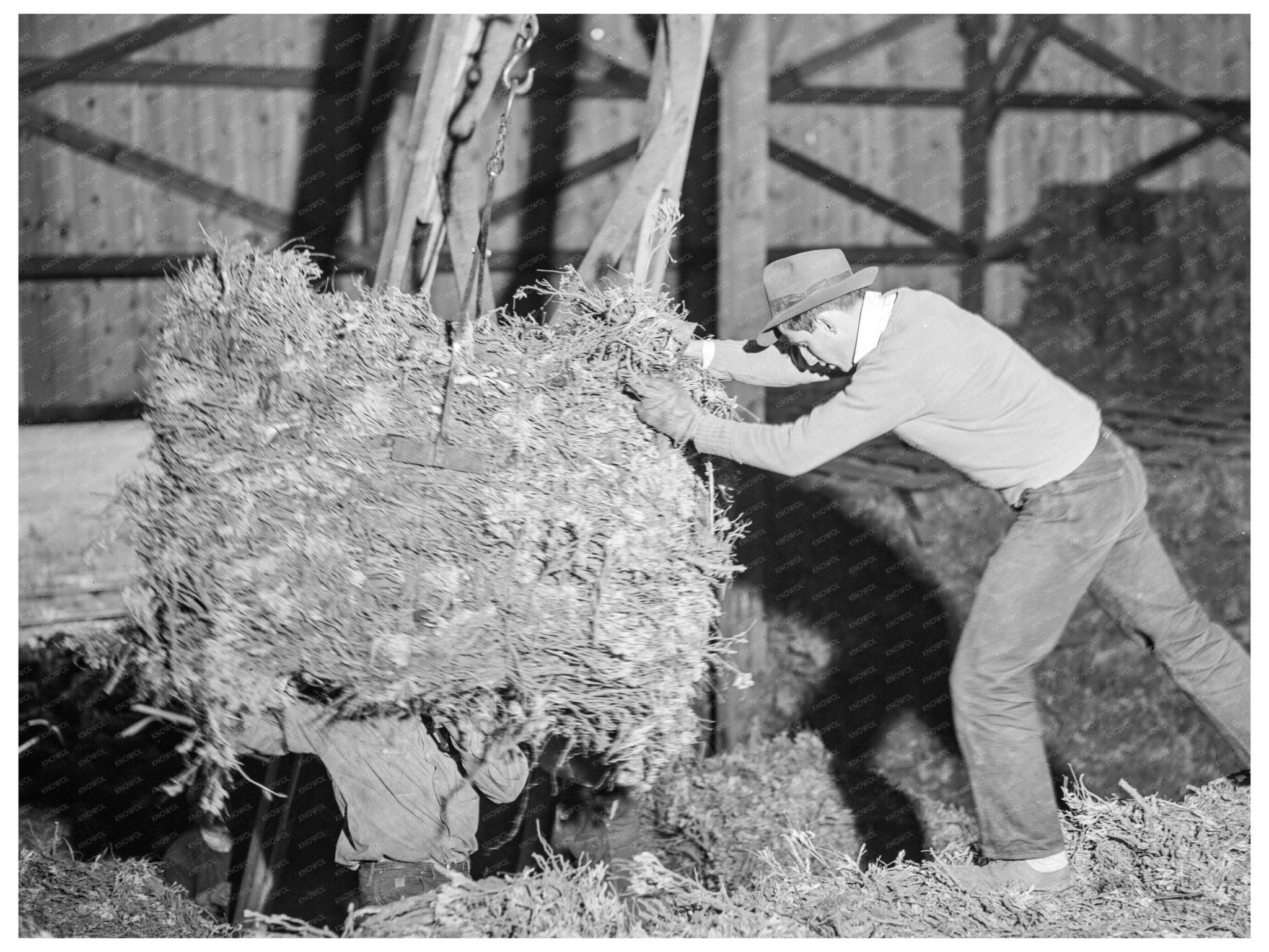 Baled Guayule Storage Salinas Valley California 1942 - Available at KNOWOL