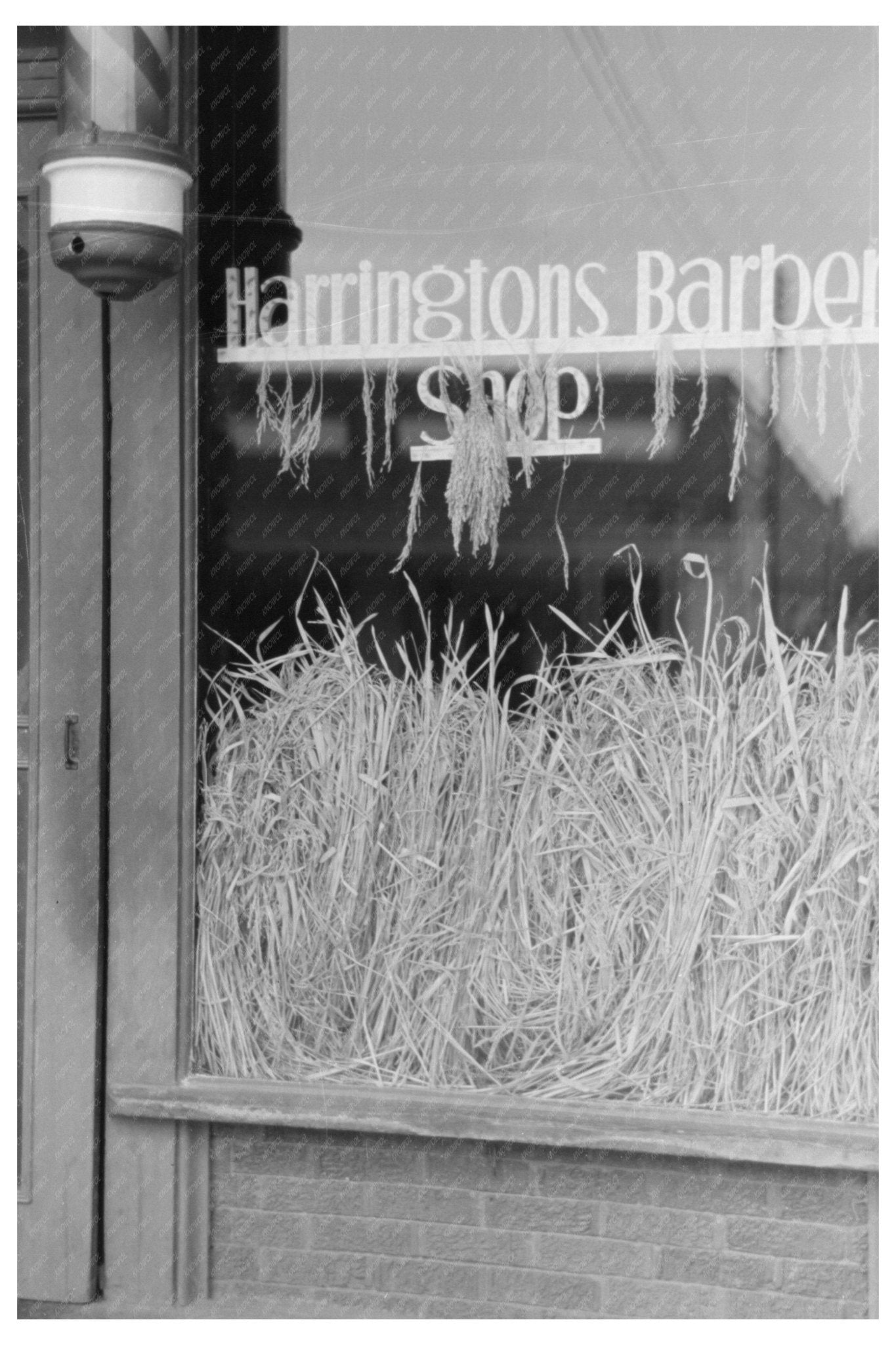 Barber Shop Window for National Rice Festival 1938 - Available at KNOWOL