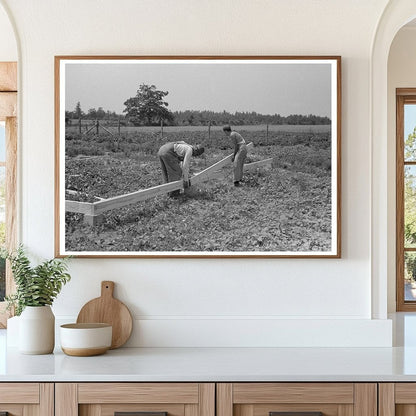 Barn Erection Process in Southeast Missouri May 1938 - Available at KNOWOL