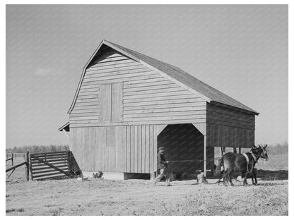 Barn Scene with Farmer and Livestock Arkansas 1938 - Available at KNOWOL