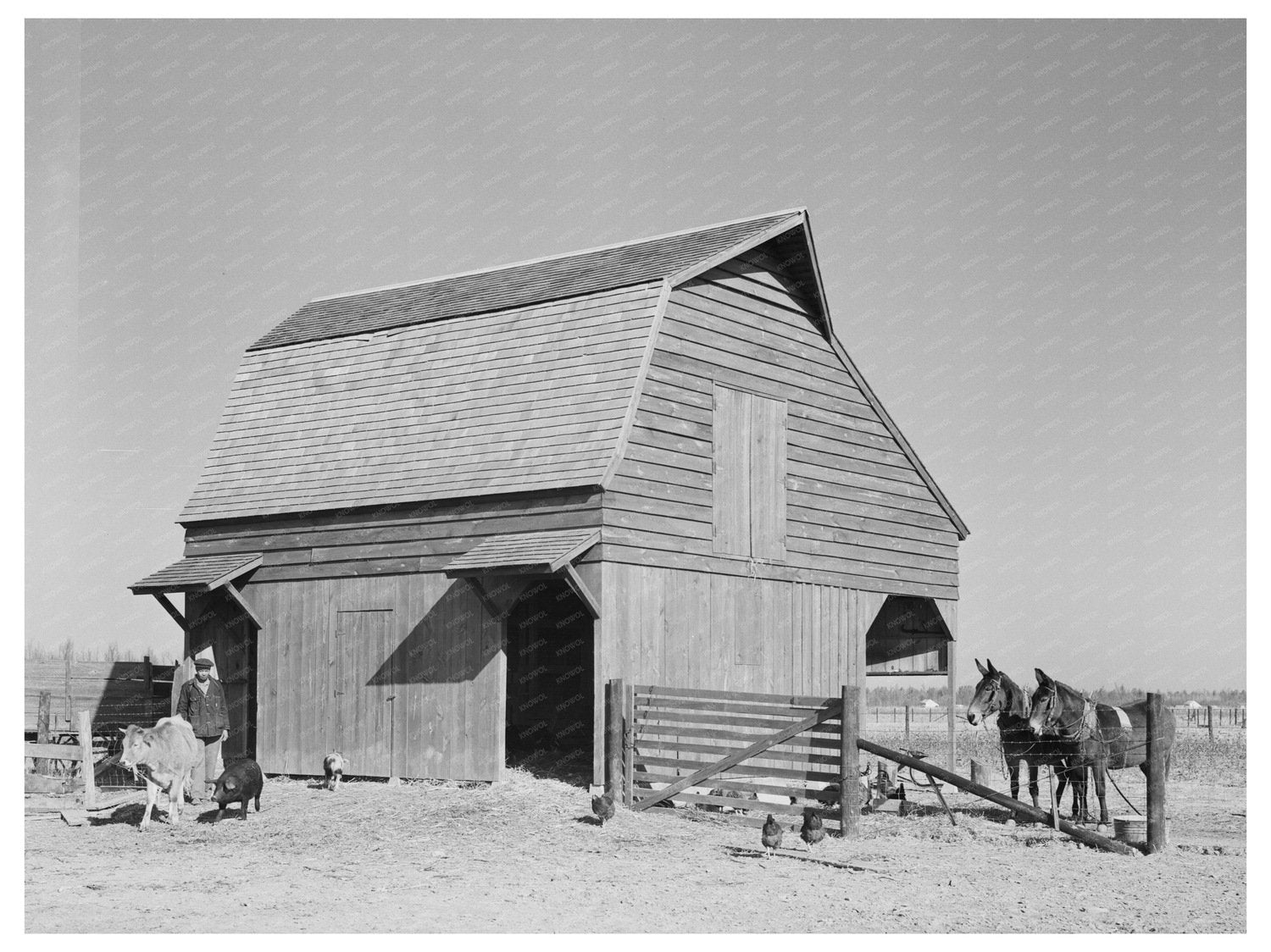 Barn with Farmer and Livestock in Lakeview Arkansas 1938 - Available at KNOWOL