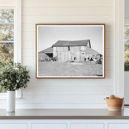 Barns and Cows on Frank Armstrongs Farm January 1937 - Available at KNOWOL