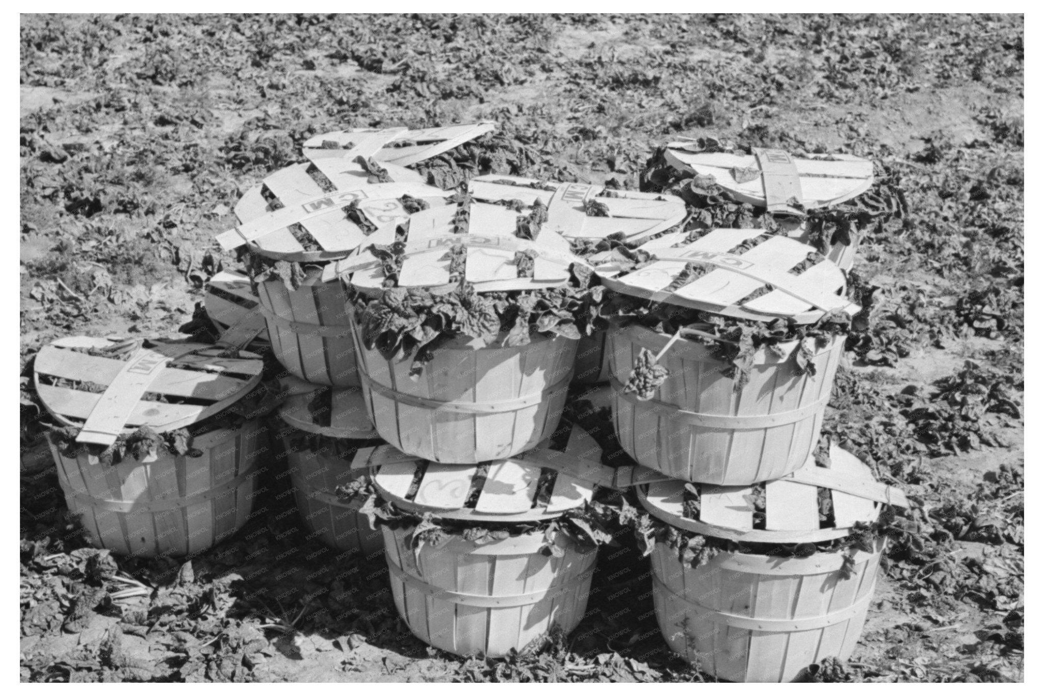 Baskets of Spinach in La Pryor Texas March 1939 - Available at KNOWOL