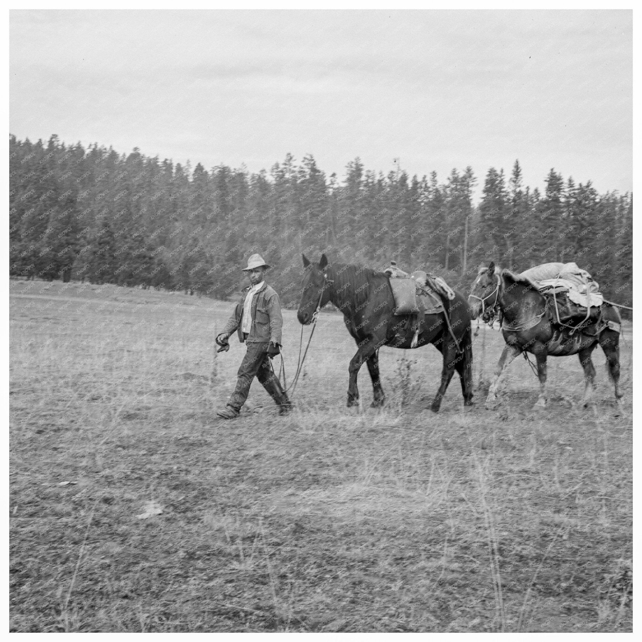 Basque Sheep Herder and Pack Train Idaho 1939 - Available at KNOWOL