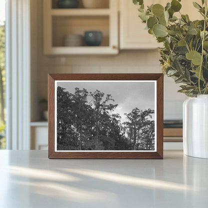 Bayou Trees and Moss Houston Texas 1939 - Available at KNOWOL