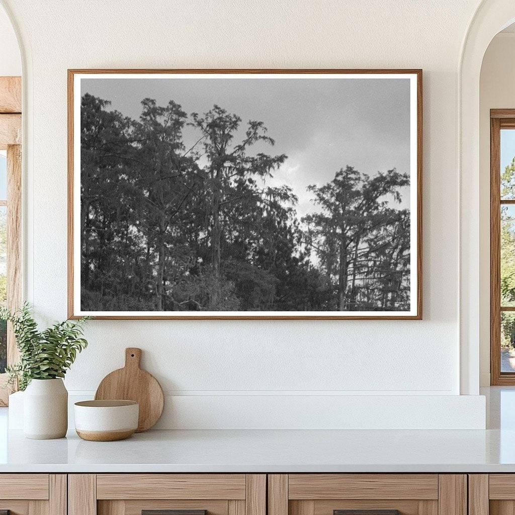 Bayou Trees and Moss Houston Texas 1939 - Available at KNOWOL