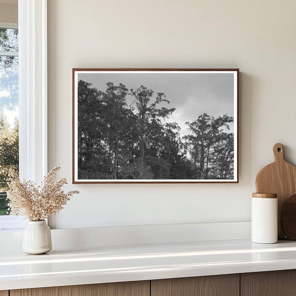 Bayou Trees and Moss Houston Texas 1939 - Available at KNOWOL