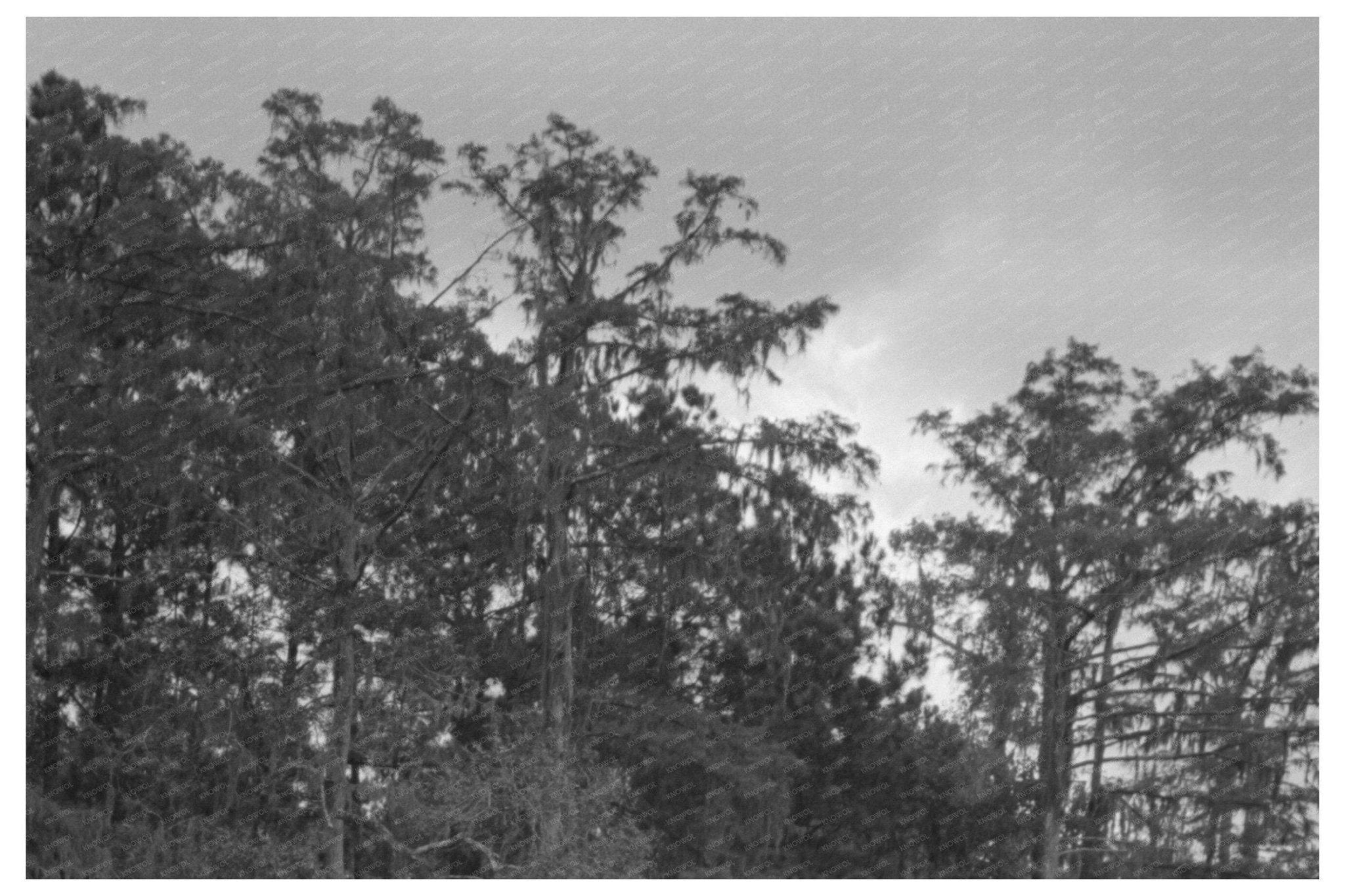 Bayou Trees and Moss Houston Texas 1939 - Available at KNOWOL